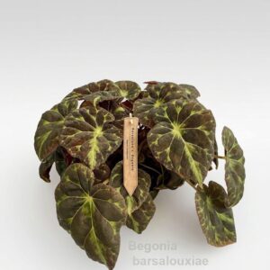 Begonia barsalouxiae 12cm [iridescent]
(3 Plants/Order)(14cmP 30cmH)