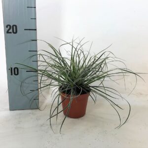 Carex Snowline conica p8
(21 Plants/Order)(8cmP 12cmH)