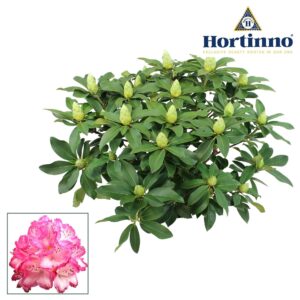 Rhododendron Xxl Hortinno® Garden The Original green 80 90 cm
(1 Plants/Order)(35cmP 90cmH)