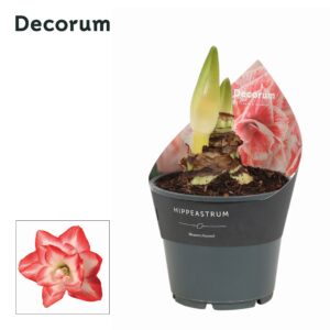 Hippeastrum Blossom Peacock Amaryllis 2 bud
(7 Plants/Order)(14cmP 25cmH)