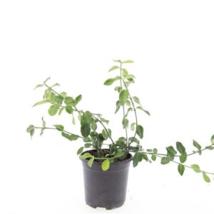Euonymus fortunei Darts Blanket
(8 Plants/Order)(14cmP 10cmH)