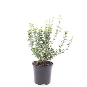 Euonymus fortunei Emerald Gaiety
(8 Plants/Order)(14cmP 10cmH)