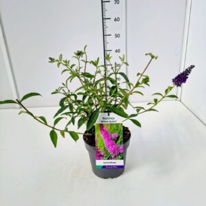 Buddleja African Queen Buddleja dav. 'African Queen' C3
(1 Plants/Order)(19cmP 40cmH)