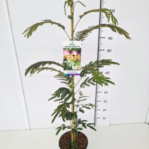 Albizia julibrissin Albizia julibr. 'Ombrella' 80-100C5
(1 Plants/Order)(23cmP 100cmH)