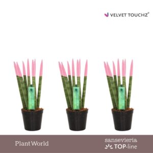 Sansevieria Cylindrica VELVET TOUCHZ® Pastel pink
(20 Plants/Order)(6cmP 18cmH)
