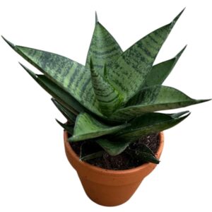 Sansevieria other Pagodah Dark
(14 Plants/Order)(8cmP 15cmH)