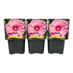 Hibiscus Fantasia' C5
(1 Plants/Order)(21cmP 35cmH)