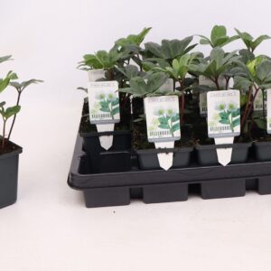 Helleborus niger Christmas Carol Helleborus niger 9 cm
(12 Plants/Order)(9cmP 15cmH)