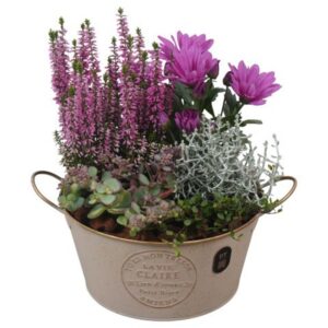 Arrangementen PTHO7621 Arrangement Autumn Outdoor in metalen Pot
(3 Plants/Order)(20cmP 27cmH)