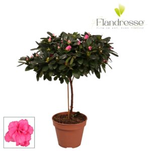 Rhododendron Terra Nova Azalea Flandresse® stam 'roze' 20 22 cm
(8 Plants/Order)(13cmP 45cmH)