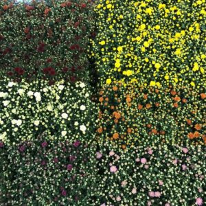 Chrysanthemum Gardenmum mix laag 10,5cm
(12 Plants/Order)(10.5cmP 21cmH)