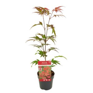 Acer palmatum Atropurpureum
(12 Plants/Order)(10cmP 40cmH)