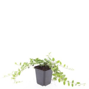 Vinca Alba Vinca minor 'Alba'
(12 Plants/Order)(9cmP 15cmH)
