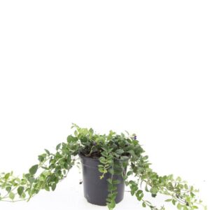 Vinca minor Atropurpurea
(8 Plants/Order)(14cmP 25cmH)