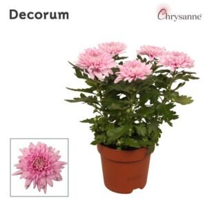 Chrysanthemum Fichrysuppi Chrysanne® Zembla Next Pink p17
(6 Plants/Order)(17cmP 35cmH)