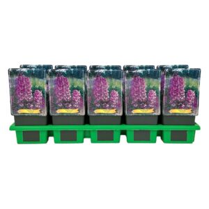 Delphinium Pacific Giant Astol
(10 Plants/Order)(11cmP 25cmH)