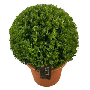 Ilex crenata Caroline Upright Ilex crenata 'Caroline Upright' ball p28 (th) 40-45 ©
(1 Plants/Order)(26cmP 55cmH)