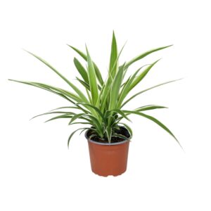 Chlorophytum comosum Irish
(10 Plants/Order)(12cmP 25cmH)