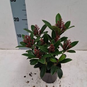 Skimmia japonica Rubella 10,5 cm 7-9 Flower
(12 Plants/Order)(10.5cmP 30cmH)