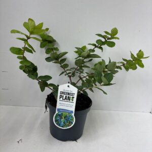 Lonicera cearulea 'Duet'
(1 Plants/Order)(19cmP 35cmH)
