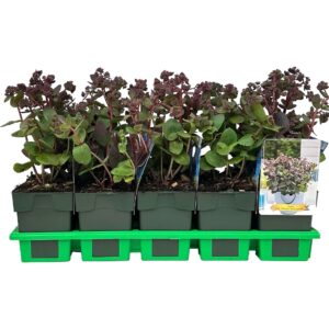 Sedum telephium Seduction Cherry Ch
(10 Plants/Order)(11cmP 25cmH)