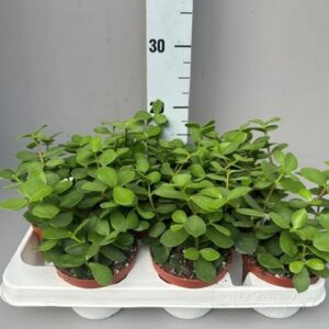 Portulacaria afra
(12 Plants/Order)(11cmP 25cmH)