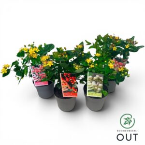 Hypericum Hypericum Miracle mix P17
(1 Plants/Order)(17cmP 45cmH)