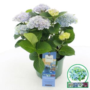 Hydrangea Magical Revolution macr. blue C5 (23cm.) Kn.
(1 Plants/Order)(23cmP 45cmH)