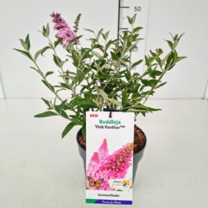 Buddleja Buddleja dav. 'Pink Panther' C3
(1 Plants/Order)(19cmP 40cmH)