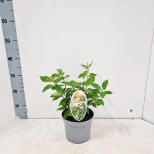 Hydrangea paniculata Grandiflora
(1 Plants/Order)(17cmP 35cmH)