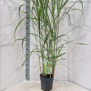 Miscanthus x giganteus Miscanthus sin. 'Giganteus'
(1 Plants/Order)(23cmP 150cmH)