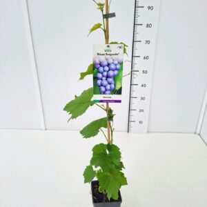 Vitis other white Vitis 'Blaue Burgunder' 80CMC2
(10 Plants/Order)(17cmP 100cmH)