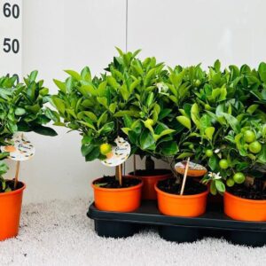 Citrofortunella x microcar Citrus Calamondin medi-stem
(6 Plants/Order)(14cmP 40cmH)