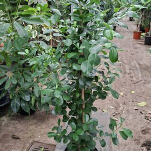 Ficus Moclame Ficus Microcarpa Moclame 170
(1 Plants/Order)(30cmP 170cmH)