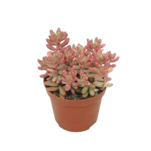Sedum x rubrotinctum 'Aurora' 8,5 cm
(12 Plants/Order)(8.5cmP 10cmH)