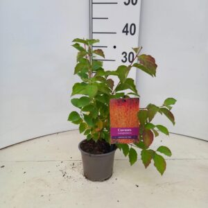 Cornus sanguinea Midwinter Fire
(10 Plants/Order)(12cmP 35cmH)
