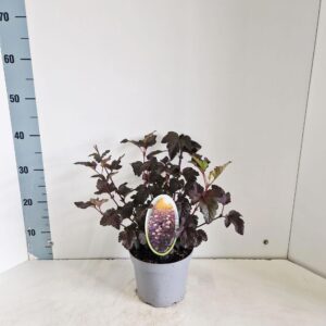 Physocarpus Diabolo opulifolius PBR
(1 Plants/Order)(17cmP 35cmH)
