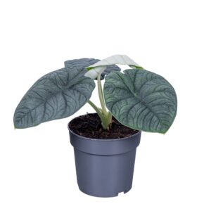 Alocasia Melo 14cm
(8 Plants/Order)(14cmP 35cmH)