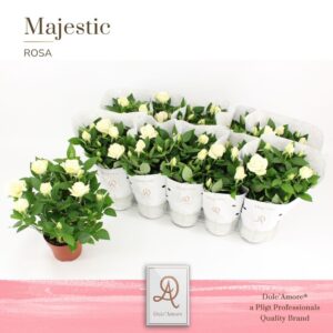 Rosa Amorosa Infinity White Potroos Infinity White P12 Dolc'Amore® Majestic
(10 Plants/Order)(12cmP 29cmH)