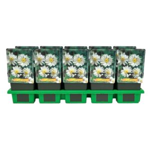 Anemone Whirlwind P11
(10 Plants/Order)(11cmP 25cmH)