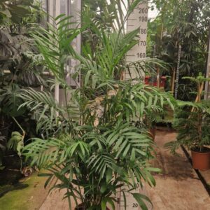 Chamaedorea seifrizii
(1 Plants/Order)(30cmP 230cmH)