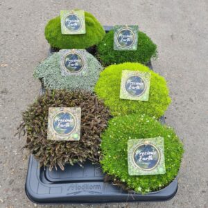 Vaste plants other Mossy Precious Earth Big mix Per Tray, Potschaal 17 ,Mix per Tray (Sagina, Lepti
(6 Plants/Order)(17cmP 15cmH)