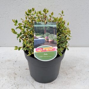 Abelia x grandiflora Abelia x gran. 'Sparkling Silver' - 'Colours in Shape' (1 Plants/Order)(23cmP 40cmH)