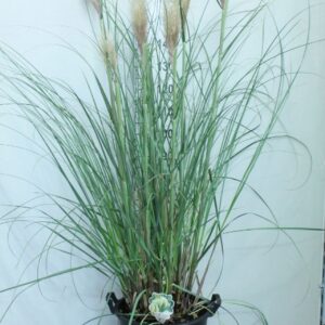 Cortaderia selloana Pumila
(1 Plants/Order)(40cmP 200cmH)