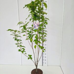 Prunus serrulata Amanogawa Prunus serr. 'Amanogawa' 3-4T150-175C10
(1 Plants/Order)(28cmP 175cmH)