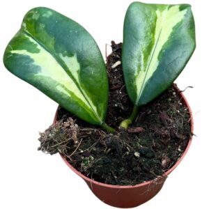 Hoya Diversifolia Maharani
(14 Plants/Order)(8cmP 10cmH)
