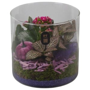 Arrangement kamer PTHG8208 Arrangement Autumn Glass in Glas cylinder
(6 Plants/Order)(15cmP 15cmH)