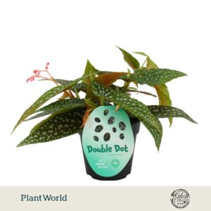 Begonia Double Dot cane 12cm
(4 Plants/Order)(12cmP 20cmH)