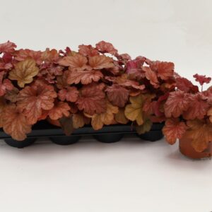 Heuchera Crème Brûlée cream Brulee
(8 Plants/Order)(13cmP 20cmH)