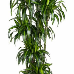 Dracaena Hawaiian Sunshine 150-carrousel
(1 Plants/Order)(40cmP 200cmH)